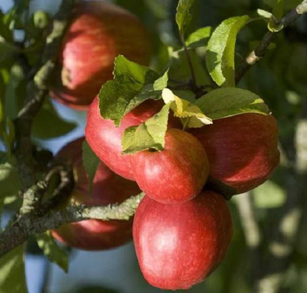 فوائد التفاح للصحة
