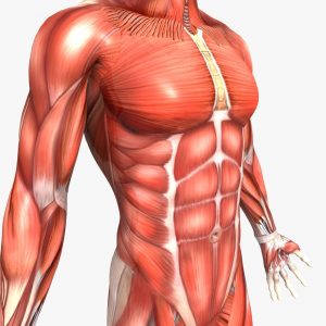 علاج ضعف العضلات و الاعصاب بالاعشاب .