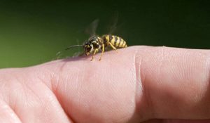 علاج لسعة النحل للمفاصل