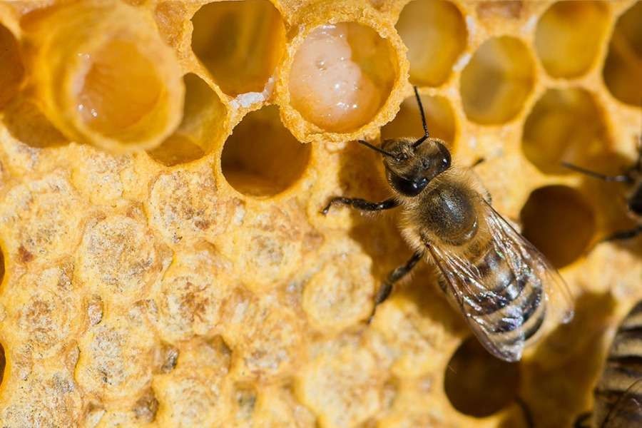 فوائد عكبر العسل للصدر .