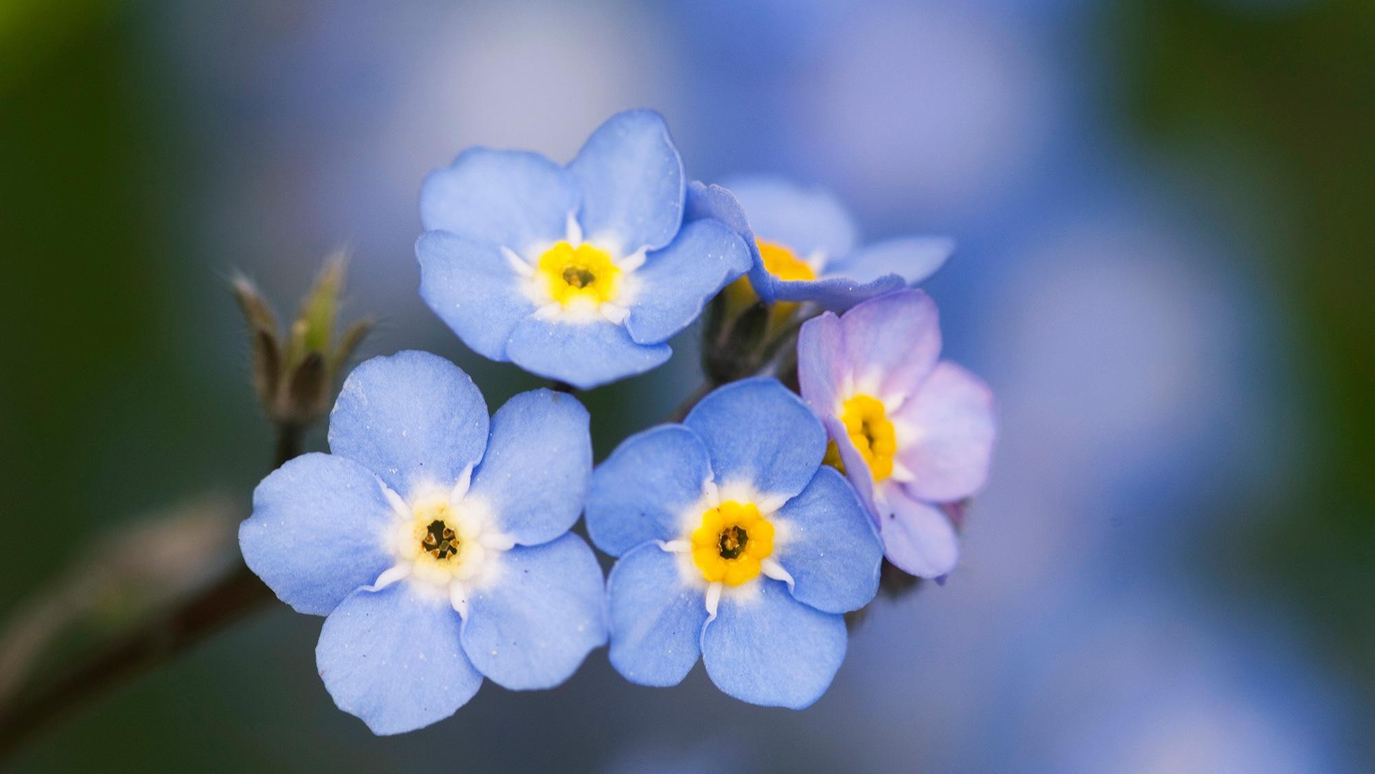 أرق خلفيات زهور زرقاء