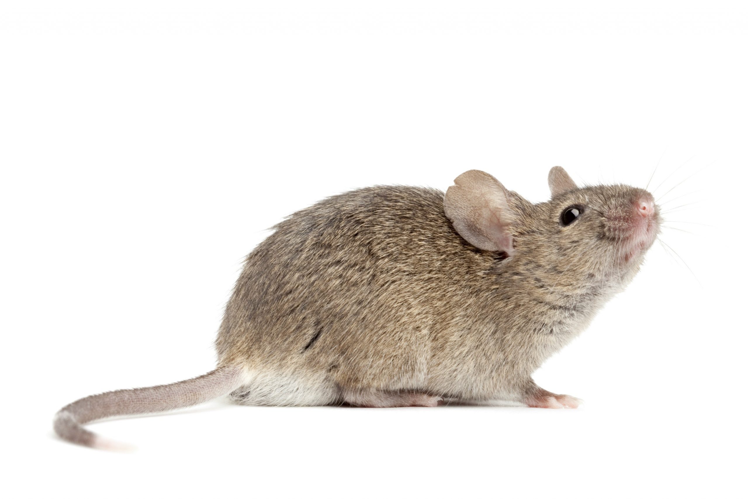 تفسير حلم الفأر