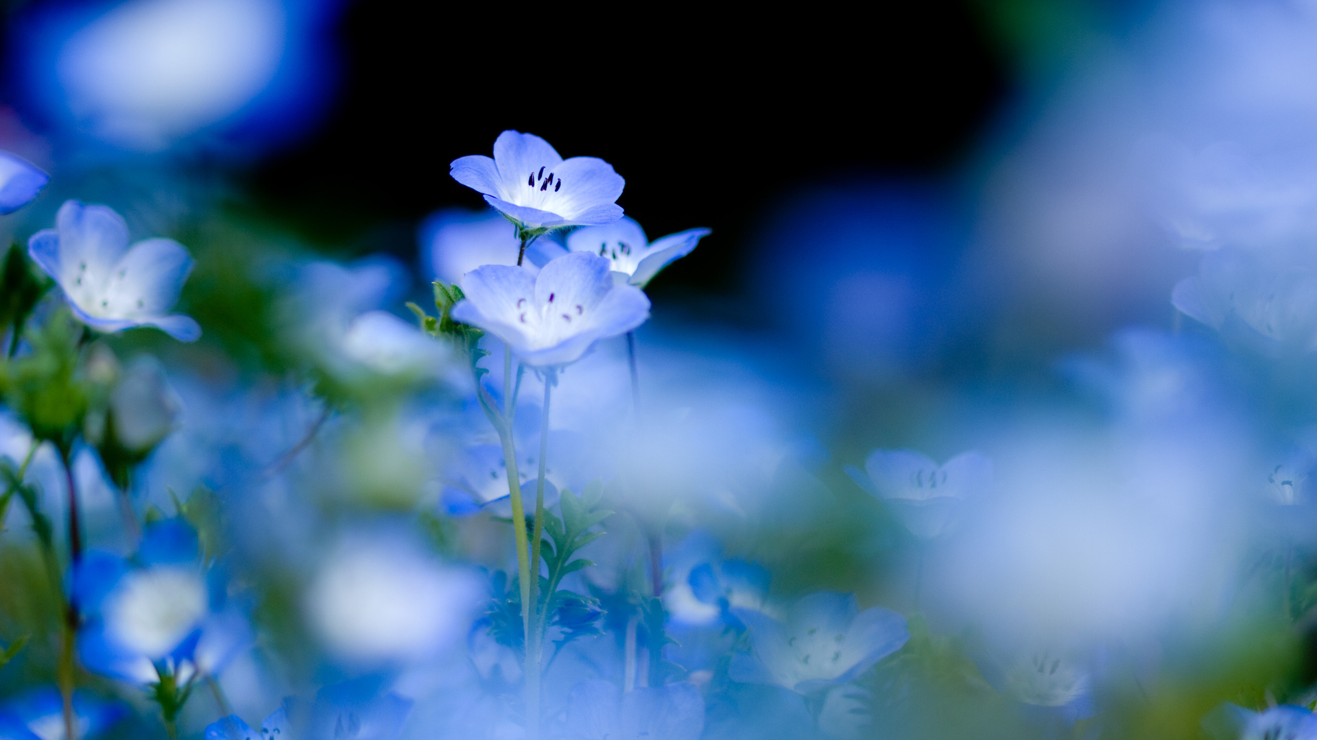 أرق خلفيات زهور زرقاء