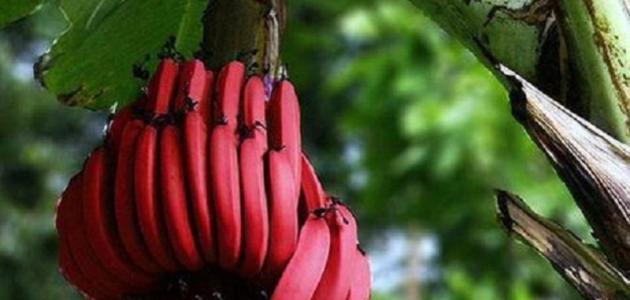 فوائد فاكهة الموز الأحمر