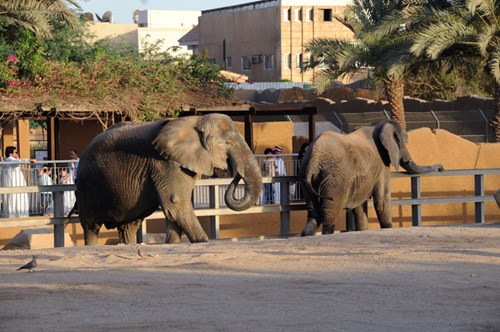  حديقة حيوانات الرياض