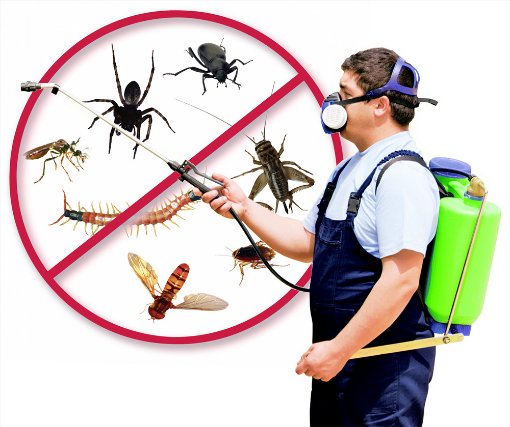 افضل 5 شركات مكافحة حشرات بالمدينة المنورة