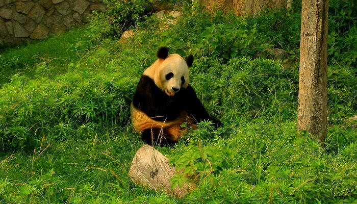 حديقة الحيوان بكين